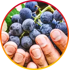 fresh grapes rich in resveratrol natural ingredient used in HepatoBurn supplement