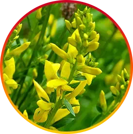 milk thistle plant natural ingredient used in HepatoBurn for liver support and detox function