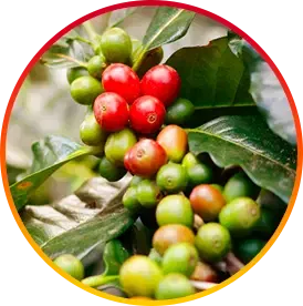 coffee plant beans natural ingredient source supporting metabolism and energy in HepatoBurn supplement